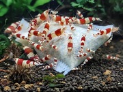 Lubao - Azjatycki woreczek pokarmowy dla krewetek