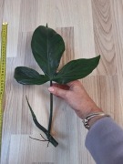 Philodendron camposportanum szczyt