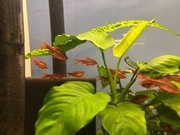 Brzanki titeya welonowa (Puntius titteya)