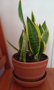 Sanseweria jęzory teściowej domowa prywatna 50cm wysokości