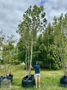 Tulipanowiec / Liriodendron tulipifera / 400-450cm / f. wielopniowa