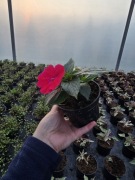 Niecierpek  na słońce Sunpatients New Guinea purpurowy 