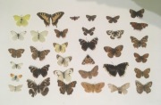 Motyle ćmy polskie  Anthocharis Colias Gonepteryx Papilio Nymphalis Issoria