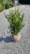 Tuja Kórnik 90 cm