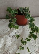 "bluszcz - Hedera Helix. "