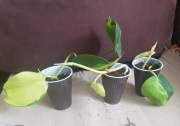 Philodendron brasil filodendron