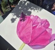 Obraz akwarela tulipan 