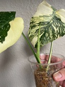 Monstera Deliciosa  Creme Brulee ( Thai Constellation )