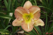 Hemerocallis / Liliowiec: Józef Bem