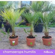 Palma Chamaerops humilis Karłatka