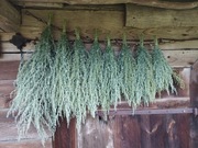 Piołun suszony bukiet