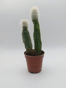 CLEISTOCACTUS STRAUSII INERMIS 