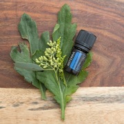 Olejek eteryczny DEEP BLUE na bóle doTERRA 5ml