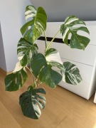 Monstera Variegata
