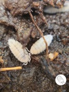 Isopody, prosionki, ekipa sprzątająca, karmówka Trichorhina tomentosa