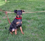 Pinczer, pinczery, pinczerki miniaturowe z metryczkami FCI