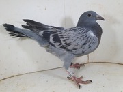 Młody po Wnuk i Inbred Kannibal x Eijerkamp córka ANIEKA 