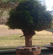 Drzewko szczęścia,1 szt, Bonsai, Upominek, Dekoracja Wnętrz, Rośliny