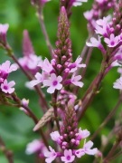 Werbena krzaczasta liliowa / Verbena hastata