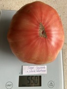 Pomidor Pepe Gigante kolekcjonerskie nasiona