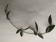 Hoya Lacunosa Poonsak 