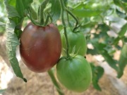 Kolekcjonerski pomidor rosyjska śliwka purple rusian plum