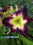 Liliowiec Laura Harwood