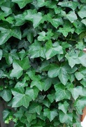 Bluszcz Pospolity 'Atropurpurea' - Hedera Helix 18