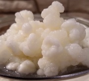 Ziarna kefirowe - grzybek tybetański - 10g starter