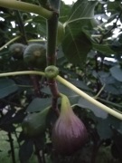 Figa, Figowiec pospolity    Ficus carica sadzonka