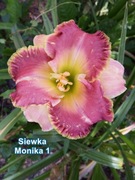 Liliowiec Siewka Monika 1