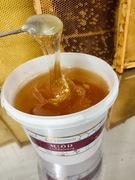 Miód 4kg wielokwiatowy w wiaderku płynny wiadrze