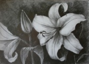 LILIE, rysunek ołówkiem 