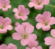 Bodziszek Geranium Wargrave Pink p9