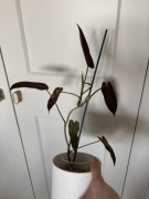 Philodendron atabapoense filodendron