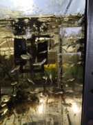 Gupiki endlera blue japan 10 sztuk 