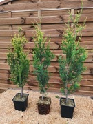 Żywotnik Tuja Thuja Aureospicata  doniczka