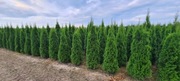 Tuja Szmaragd,Thuja Smaragd 200-220 SUPER JAKOŚĆ, PRODUCENT, Transport