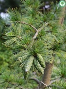 Sosna Himalajska 30-40cm