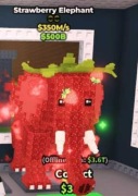 Strawberry elephant SAB