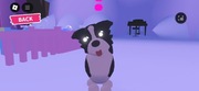 Adopt me! Border colie (EXOTIC!)