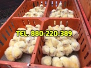 Kurczaki pisklęta mięsne, kury nioski, kaczki,inne