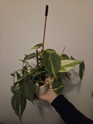 Filodendron cream splash