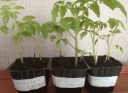 Sadzonka pomidora karłowatego Promyk.