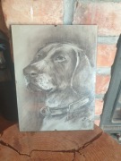 portret wyżła, psa myśliwskiego