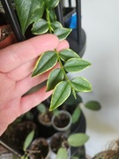 Hoya bella albomarginata cięta