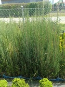 Jałowiec blue arrow 