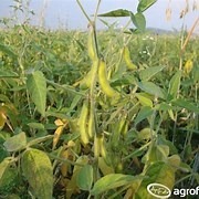 primseed biom soja, zaprawa do soi, histick, soja