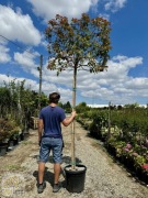 Głogownik Frasera / Photinia fraseri 'Red Robin'/ Palmet / Obw.8-10cm
