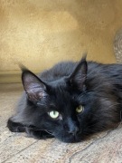 Kociaki Maine Coon